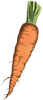 Vintage Carrot Illustration Image