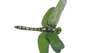 Dragon Fly Clipart Image
