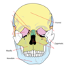 Level 1 Bones Of The Face Clip Art