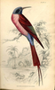Vintage Bird Illustration Image