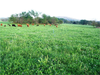 Cattle On Grass For Opb Website Image