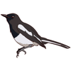 Magpie Robin Drawing Image