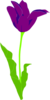 Open Purple Tulip Clip Art
