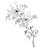 Honeysuckle Flower Sketch Image