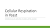 Respiration Yeast Equation Image