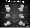 Talus Anatomy Image