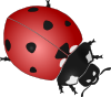 Ladybug 4 Clip Art
