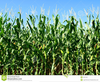 Corn Field Clipart Image