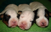 Newborn Puppies Crying Image
