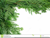 Free Clipart Vine And Branches Image