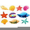 Starfish And Seashell Clipart Image