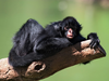 Hugging To A Tree Black Spider Monkey Image