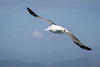 Giant Albatross Extinct Image