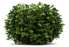 Clipart Trees Bushes Grass Image
