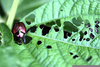 Bug Eating Leaf Image