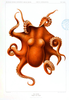 Animal Curiosity Octopus Die Cephalopod Orange Image
