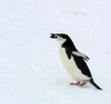 Chinstrappenguin Image