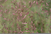 Purple Grass Plant Image
