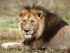 African Lion Tanzania Afria Desktop Picture Image