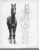 Horse Muscles Front Image