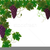 Free Clipart Of Grapes And Vines Image
