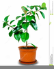 Rubber Tree Plant Clipart Image