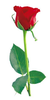 Bouquet Of Red Roses Clipart Image