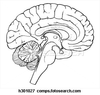 Brain Sagittal Section H Image