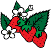 Strawberries Clip Art