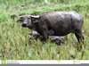 Water Buffalo Clipart Free Image