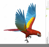 Clipart Pictures Of Parrots Image