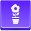 Free Violet Button Pot Flower Image