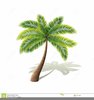 Palm Tree Clipart Black And White Image