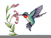 Clipart Hummingbird Image