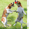 Free Clipart Dogs Playing Image