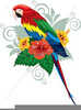 Free Clipart Tropical Birds Image