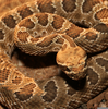 Poison Snakes Images Image