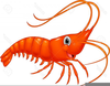 Clipart Jumbo Shrimp Image