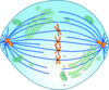 Metaphase Cell With Kinetochores Clip Art