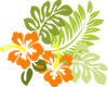 Hibiscus Orange Clip Art