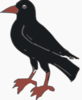 Black Crow Clip Art