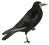 Free Crow Clip Art