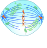 Metaphase Cell With Kinetochores Clip Art