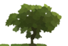 Loan Oak Tree Clip Art