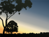 Sunset With Trees Clip Art