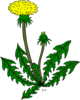 Dandelion Weed Clip Art