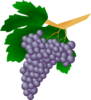 Purple Grapes Clip Art