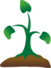 Seedling Clip Art