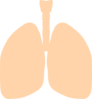 Lungs 2 Clip Art