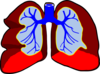 Lungs Clip Art